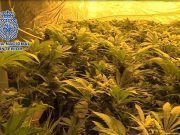La Policía Nacional lidera la lucha internacional contra el cultivo y el tráfico ilícito de marihuana