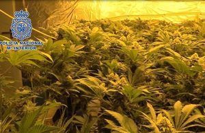 La Policía Nacional lidera la lucha internacional contra el cultivo y el tráfico ilícito de marihuana