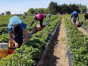 RECUERDO Y AFECTO A LOS AGRICULTORES Y GANADEROS QUE FUERON
