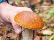 Tábara aprueba en pleno la ordenanza reguladora de la tasa por expedición de permiso de setas en el acotado micológico de la localidad.