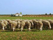Cobro por tránsito de ganado en Tábara