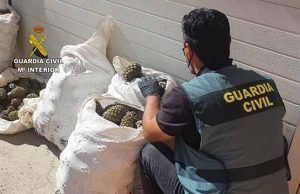 La Guardia Civil de Zamora investiga a ocho personas como supuestos autores de delitos de apropiación indebida de piñas