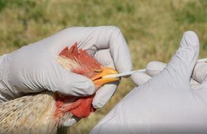 Declarado un foco de gripe aviar en especies domésticas en la provincia de Valladolid