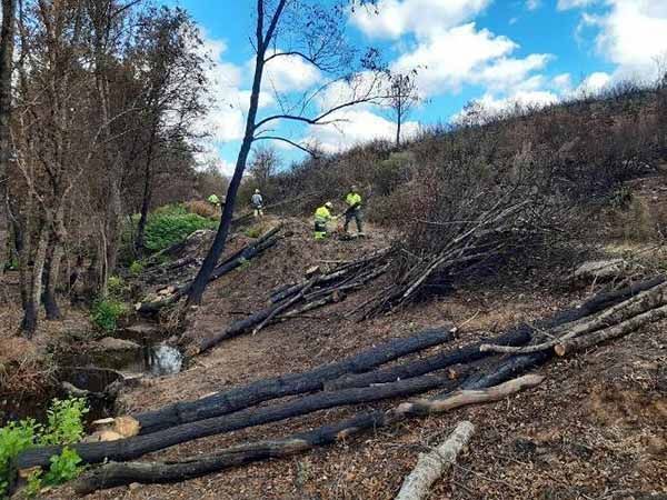 La CHD inicia actuaciones medioambientales en cinco cauces afectados por el incendio de la Sierra de la Culebra 1
