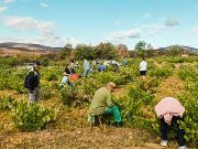 Llega la época de vendimia a Tábara