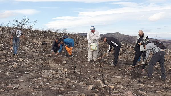 El Colectivo de Ciudadanos de la Región Leonesa celebró una “bellotada” en Tábara como acto simbólico en favor del medio ambiente de las comarcas 1