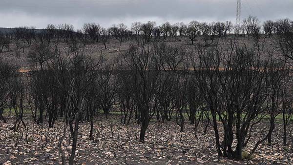La inversión forestal de Castilla y León. Análisis comparativo 1