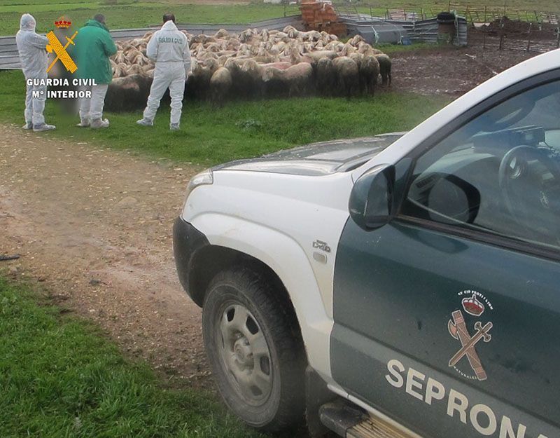 La Guardia Civil de Zamora detiene a una persona como supuesta autora de un delito de maltrato animal 1