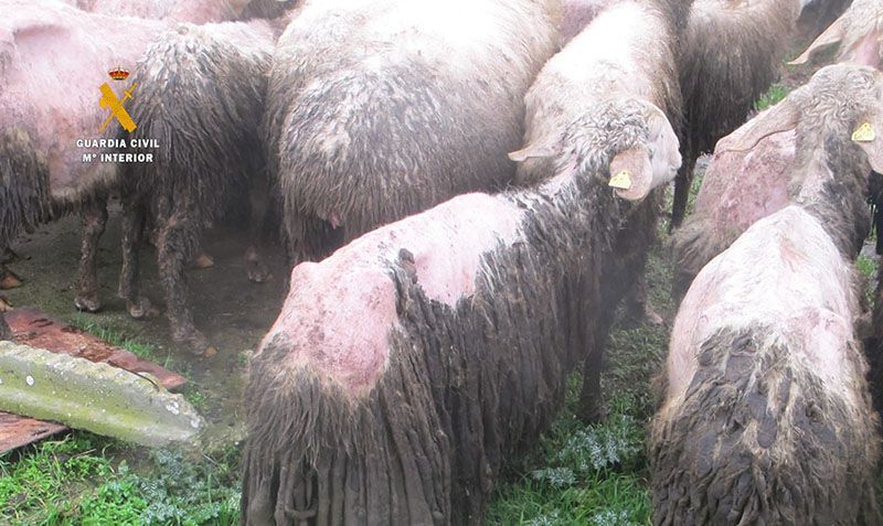 La Guardia Civil de Zamora detiene a una persona como supuesta autora de un delito de maltrato animal 2