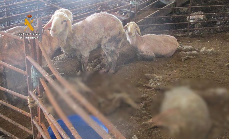 La Guardia Civil de Zamora detiene a una persona como supuesta autora de un delito de maltrato animal 3