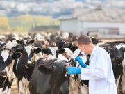 Condiciones respecto a la Lengua Azul en los Movimientos Nacionales (dentro y fuera de la Comunidad Autónoma) de Animales Bovinos y Ovinos fuera del periodo estacionalmente libre: