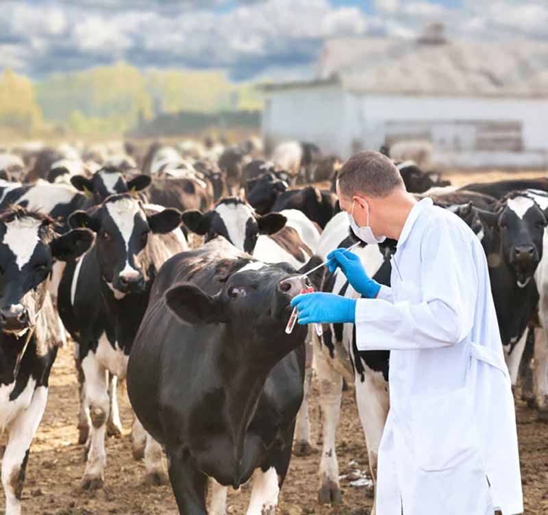 Condiciones respecto a la Lengua Azul en los Movimientos Nacionales (dentro y fuera de la Comunidad Autónoma) de Animales Bovinos y Ovinos fuera del periodo estacionalmente libre: 1