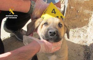 La Guardia Civil investiga a tres personas como supuestas autoras de un delito de abandono animal