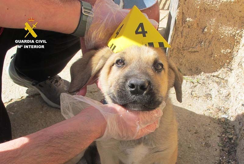La Guardia Civil investiga a tres personas como supuestas autoras de un delito de abandono animal 1