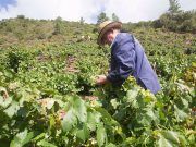 La Comisión Europea flexibiliza el acceso a las ayudas a viticultores y organizaciones de productores de frutas y hortalizas afectados por la sequía
