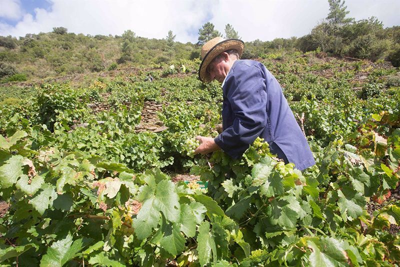 La Comisión Europea flexibiliza el acceso a las ayudas a viticultores y organizaciones de productores de frutas y hortalizas afectados por la sequía 1