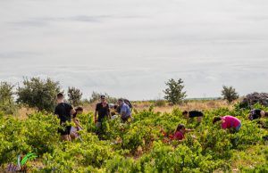Un Día de Vendimia en Familia: Tradición y Fiesta con la familia de Luis en Tábara