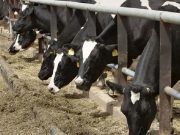 El Gobierno destina más de 340.000 euros a Castilla y León para financiar programas de sanidad animal
