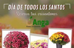 Plantas Ornamentales Anga de Tábara. Reserva tus crisantemos para el Día de Todos los Santos
