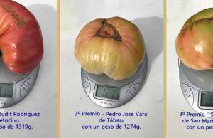 Éxito en la Tercera Edición de la Feria del Tómate en Tábara: Sabor y Tradición se Encuentran en la Plaza Mayor