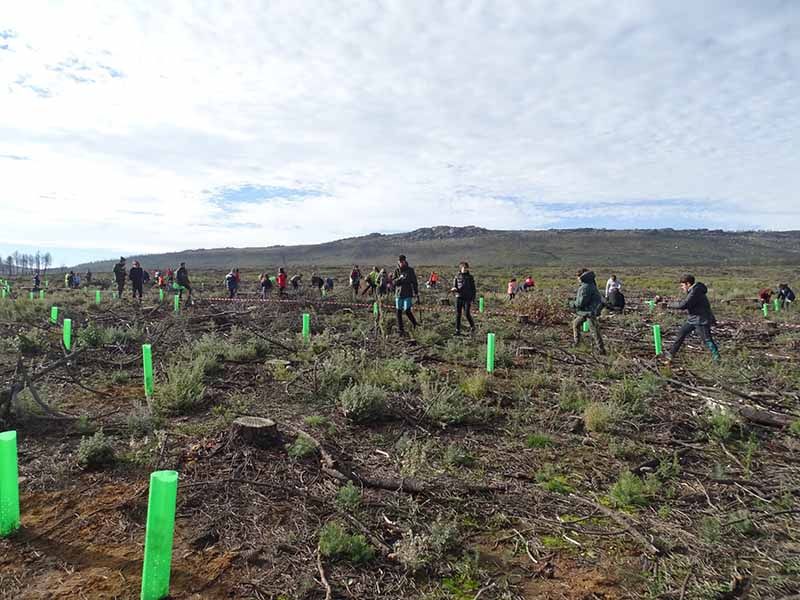 "De un árbol puede crecer un bosque": La Asociación "La Culebra No se Calla" lidera un movimiento de reforestación tras los incendios en Zamora 17