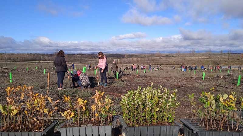 "De un árbol puede crecer un bosque": La Asociación "La Culebra No se Calla" lidera un movimiento de reforestación tras los incendios en Zamora 15