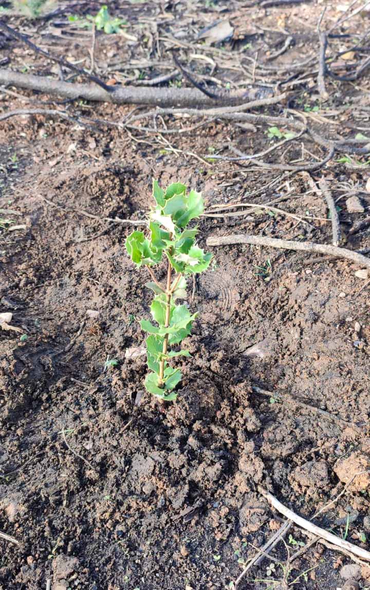 "De un árbol puede crecer un bosque": La Asociación "La Culebra No se Calla" lidera un movimiento de reforestación tras los incendios en Zamora 14