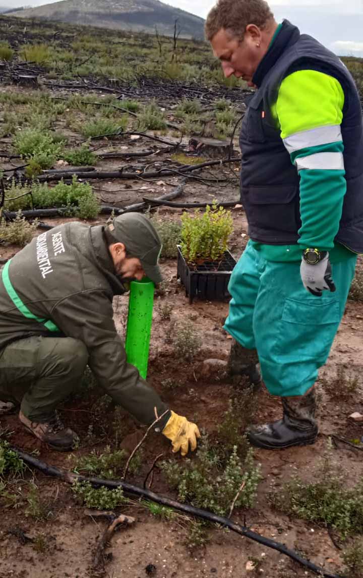 "De un árbol puede crecer un bosque": La Asociación "La Culebra No se Calla" lidera un movimiento de reforestación tras los incendios en Zamora 2