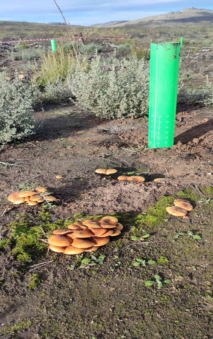 "De un árbol puede crecer un bosque": La Asociación "La Culebra No se Calla" lidera un movimiento de reforestación tras los incendios en Zamora 10