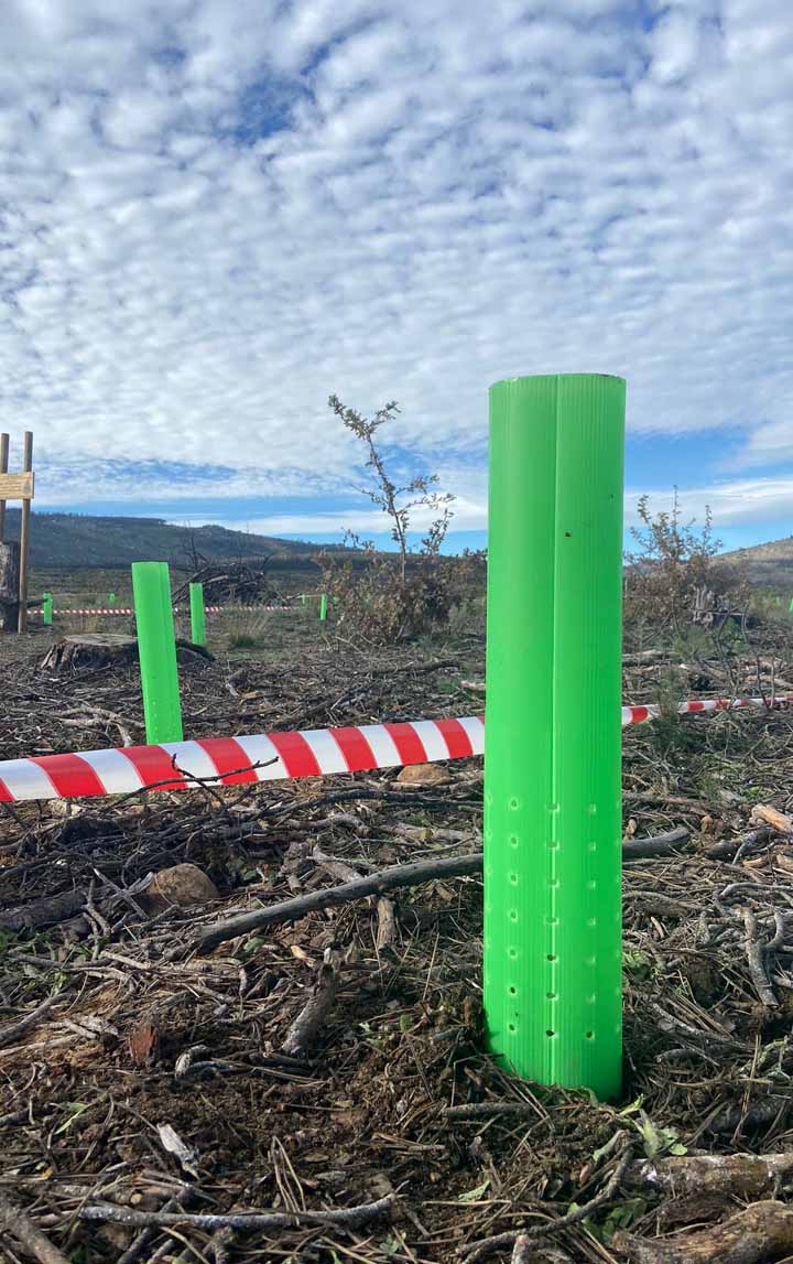 "De un árbol puede crecer un bosque": La Asociación "La Culebra No se Calla" lidera un movimiento de reforestación tras los incendios en Zamora 8