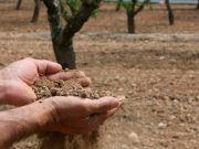 El Gobierno destina a Castilla y León más de 61,9 millones de euros en ayudas extraordinarias a 35.500 agricultores de tierras de cultivo de secano