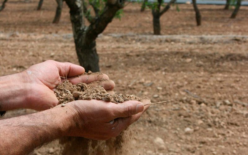 El Gobierno destina a Castilla y León más de 61,9 millones de euros en ayudas extraordinarias a 35.500 agricultores de tierras de cultivo de secano 1