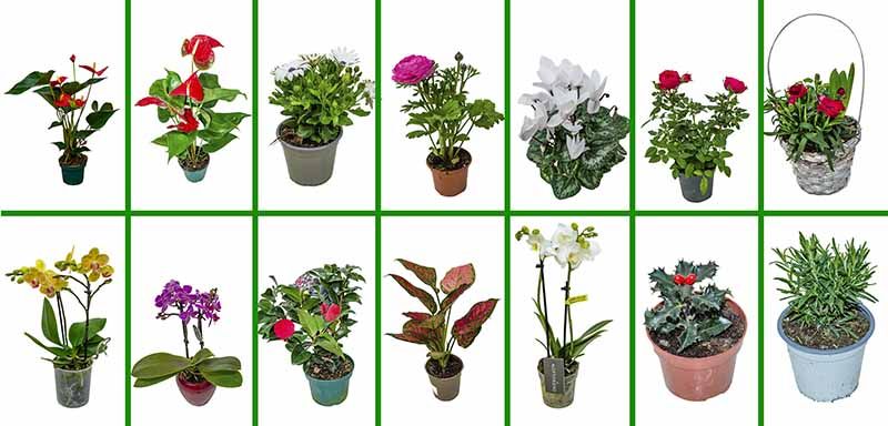 Plantas Anga: Tu Destino para empezar a organizar un Jardín con frutales diversos 3