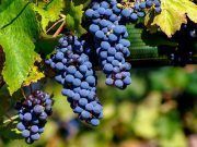 Agricultura, Ganadería y Desarrollo Rural publica la convocatoria de ayudas para la reestructuración de viñedos
