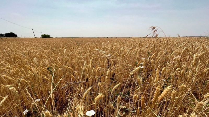 El Gobierno publica la orden de módulos con una rebaja general del 15 % en el IRPF 2023 para 60.000 agricultores y ganaderos en Castilla y León 1