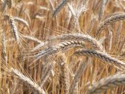 El Ministerio de Agricultura, Pesca y Alimentación inicia el trámite para la ampliación del plazo de presentación de la solicitud única de ayudas de la PAC 2024