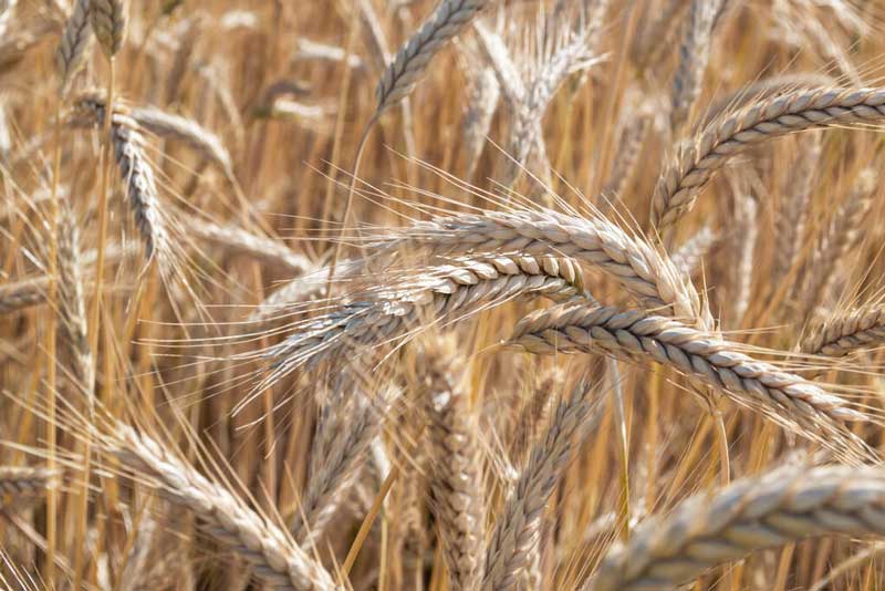 El Ministerio de Agricultura, Pesca y Alimentación inicia el trámite para la ampliación del plazo de presentación de la solicitud única de ayudas de la PAC 2024 1