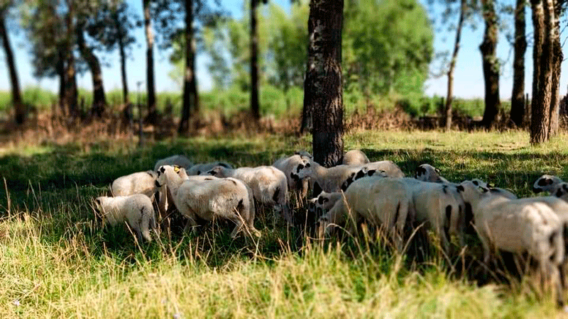 La Diputación licita la organización de la XX edición de Ecocultura por importe de 135.000 euros 1