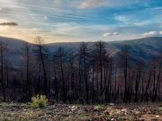 La Junta y Red Eléctrica formarán a alumnos de Secundaria en restauración de paisajes dañados por incendios