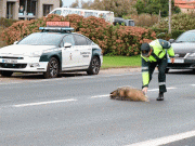 Los siniestros de tráfico con animales representan el 61% de la accidentalidad en las carreteras de Castilla y León