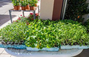 Vivero Anga de Tábara: El Epicentro de la Jardinería, el Huerto y las plantas ornamentales de interior