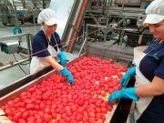 El Ministerio de Agricultura, Pesca y Alimentación eleva a 258,9 millones de euros el pago de las ayudas a productores de tierras de cultivo de secano, arroz y tomate de industria