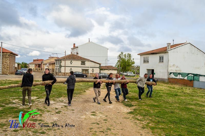 Los Quintos de Tábara Reviven una Tradición Centenaria Plantando el Mayo en el Parque de la Cañada 7