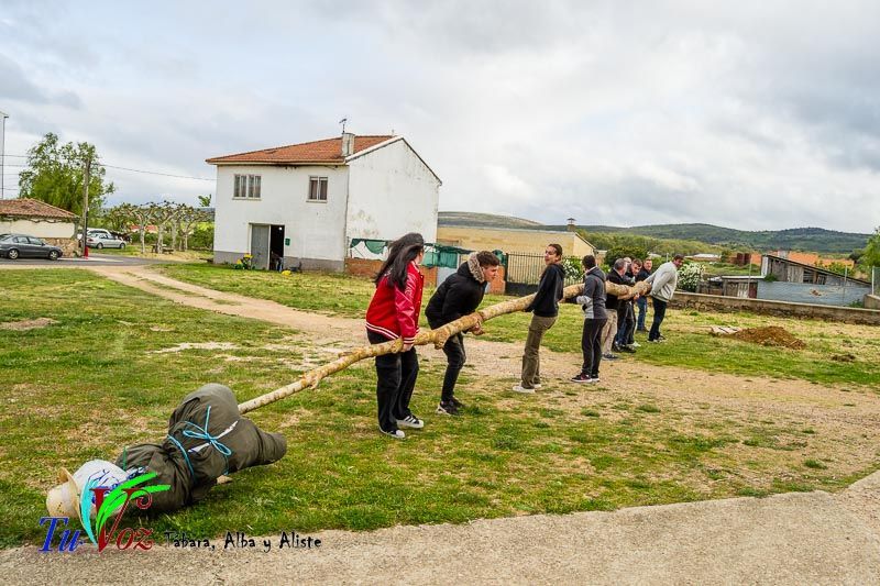Los Quintos de Tábara Reviven una Tradición Centenaria Plantando el Mayo en el Parque de la Cañada 1