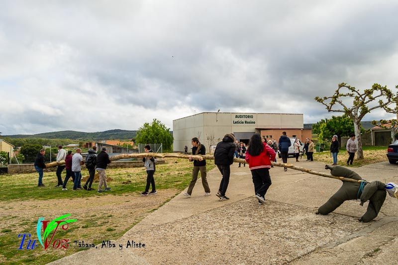 Los Quintos de Tábara Reviven una Tradición Centenaria Plantando el Mayo en el Parque de la Cañada 9