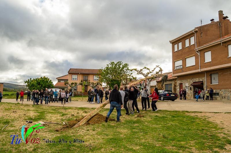 Los Quintos de Tábara Reviven una Tradición Centenaria Plantando el Mayo en el Parque de la Cañada 10