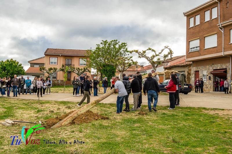 Los Quintos de Tábara Reviven una Tradición Centenaria Plantando el Mayo en el Parque de la Cañada 11