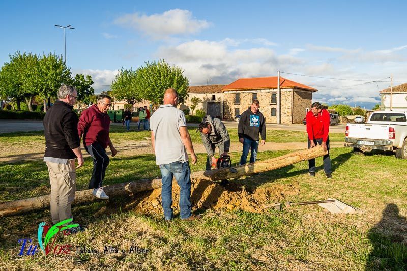 Los Quintos de Tábara Reviven una Tradición Centenaria Plantando el Mayo en el Parque de la Cañada 12