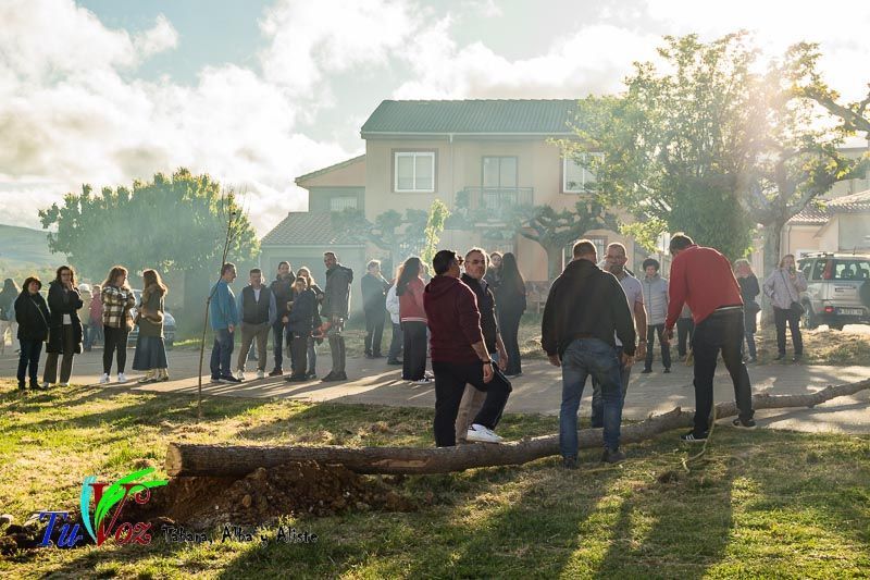 Los Quintos de Tábara Reviven una Tradición Centenaria Plantando el Mayo en el Parque de la Cañada 13
