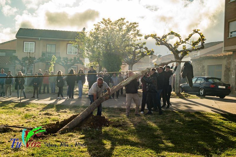 Los Quintos de Tábara Reviven una Tradición Centenaria Plantando el Mayo en el Parque de la Cañada 14